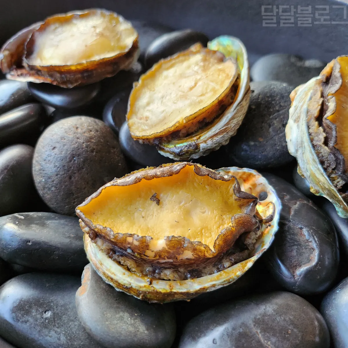 정선-파크로쉬-가든바베큐-전복