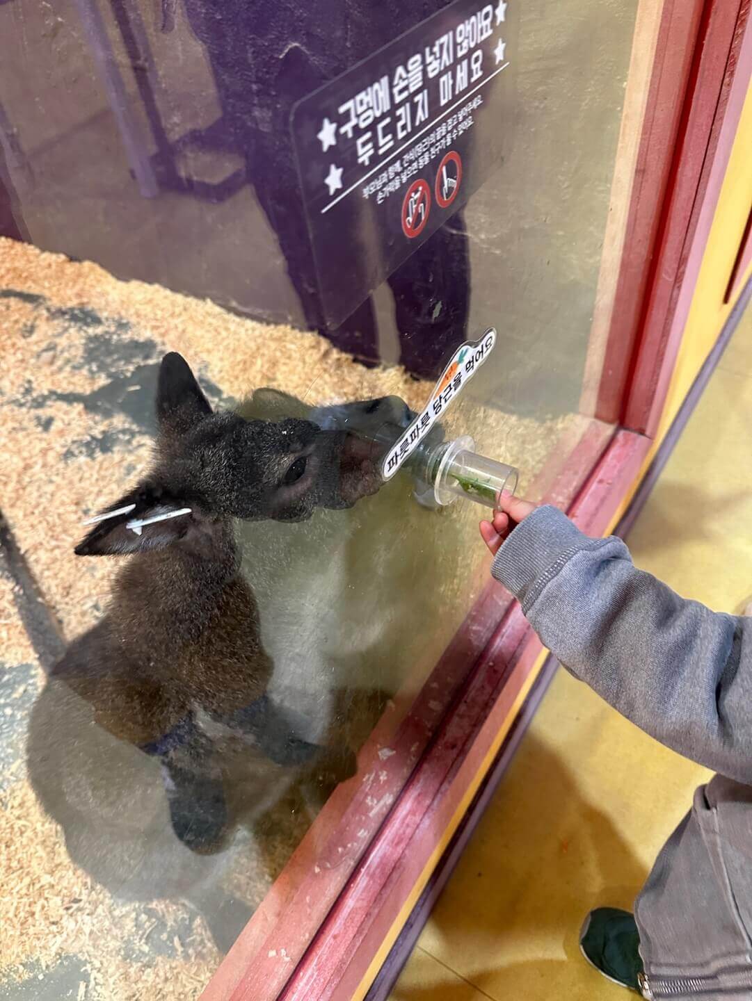 용인 하이브 패밀리 테마파크 동물 먹이주기 체험 모습