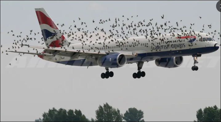 사보타주 뜻 의미 제주항공