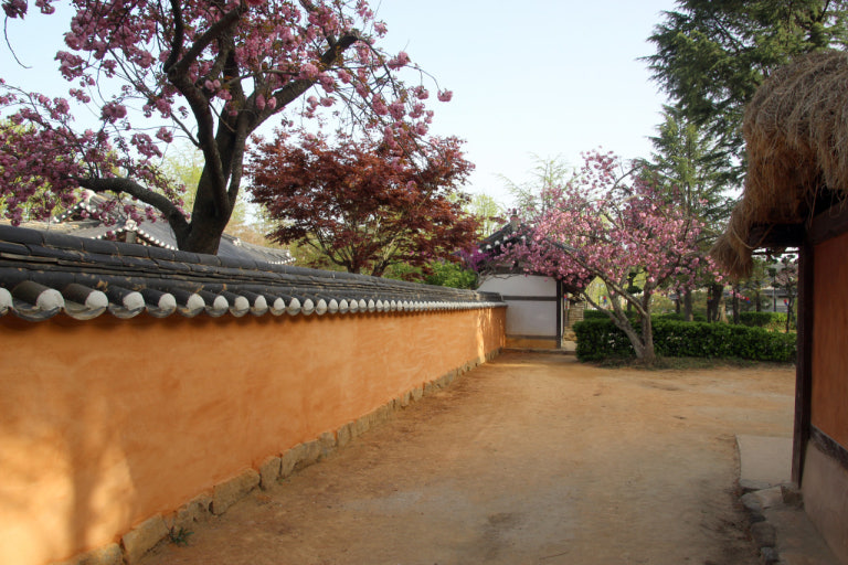 강릉의봄