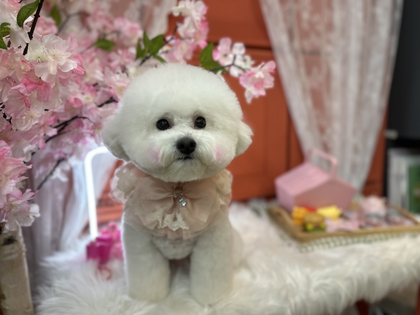 뷰티나개예쁜냥