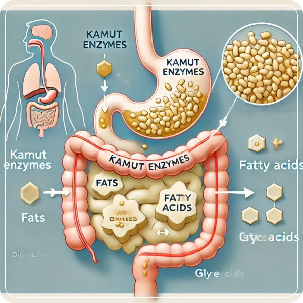 카무트 효소가 체내 지방 분해를 촉진하고 소화를 도와 다이어트를 지원합니다.