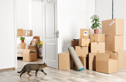 너무 마르지 않은 고양이.