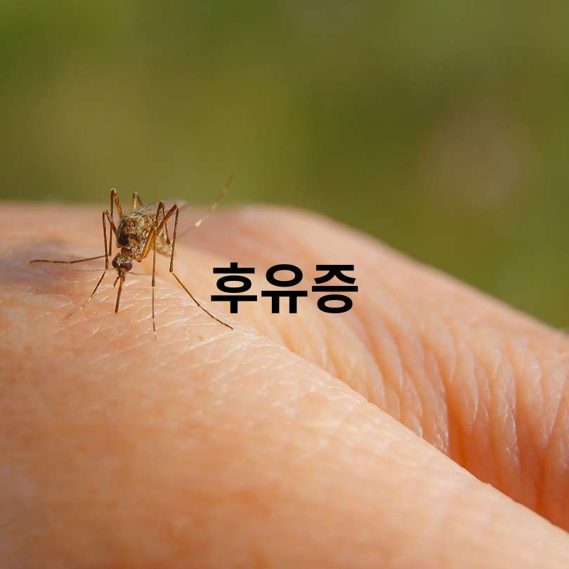 일본뇌염 증상부터 예방법