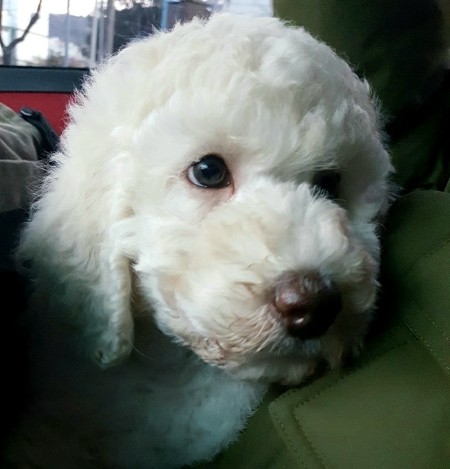 스탠다드 푸들 어릴 때