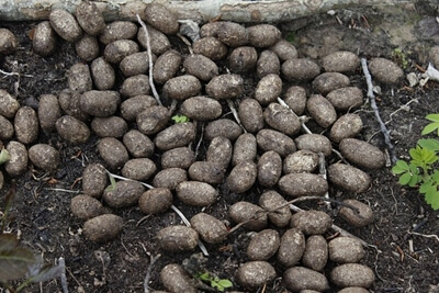 대변 소변 꿈 썸네일