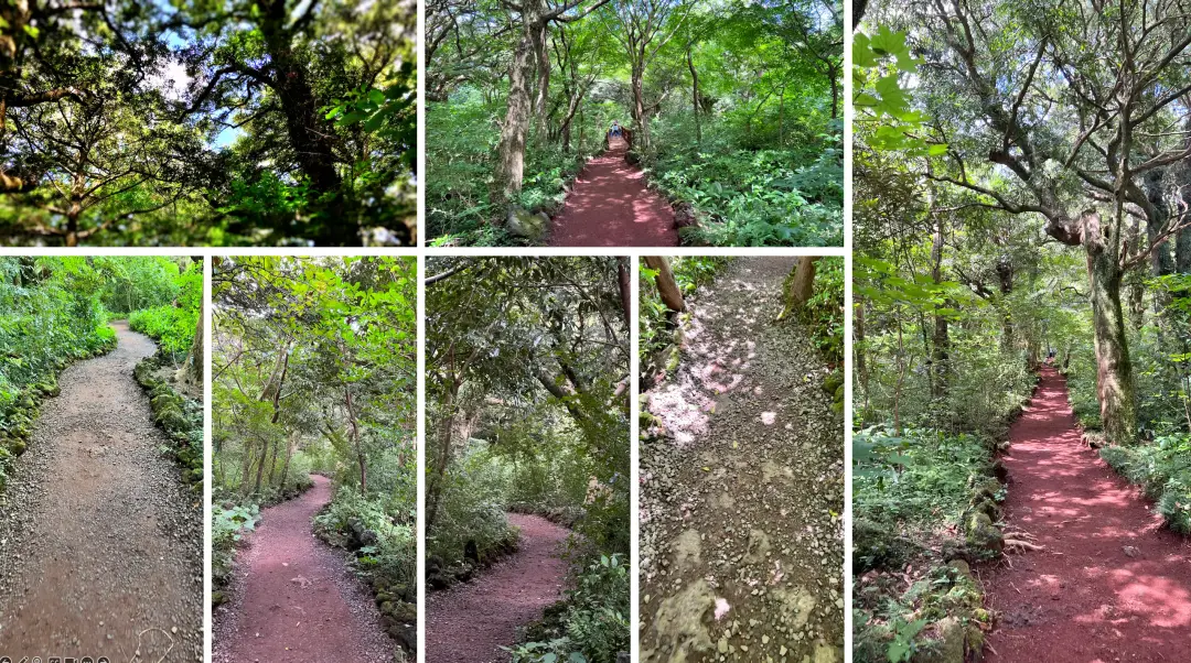 비자림 숲 산책로사진 모음 입니다.