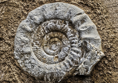 암모나이트 껍질에 숨겨진 비밀