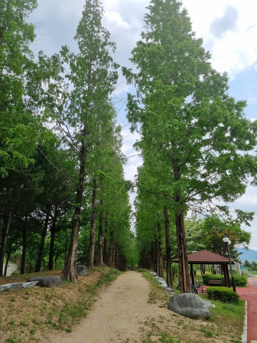 대구 가볼만한 단풍 여행은 어디일까? 대구 단풍 여행 총정리!