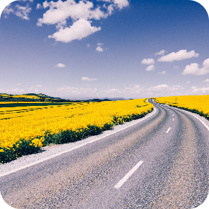 제주도 유채꽃 도로