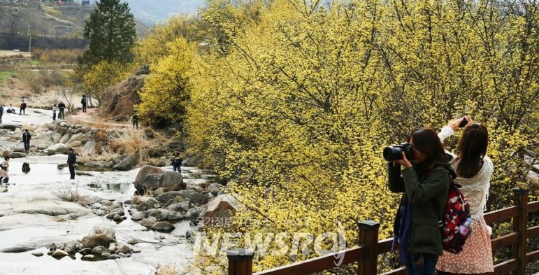산수유꽃축제