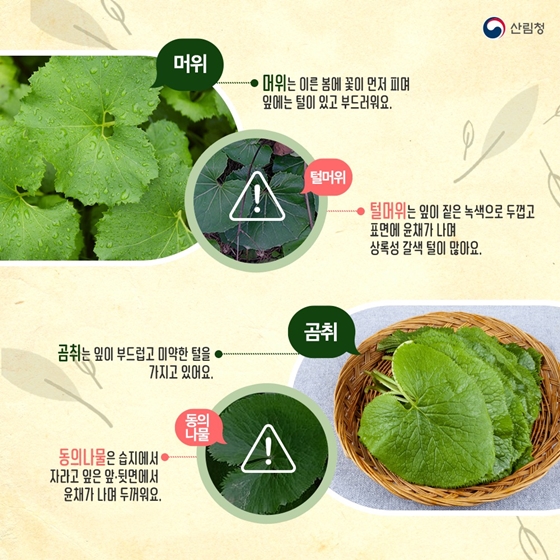 산나물 약초 구별법