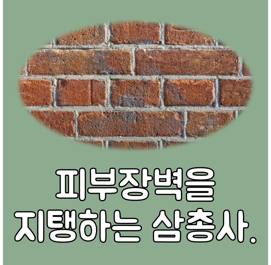 피부장벽 대표이미지