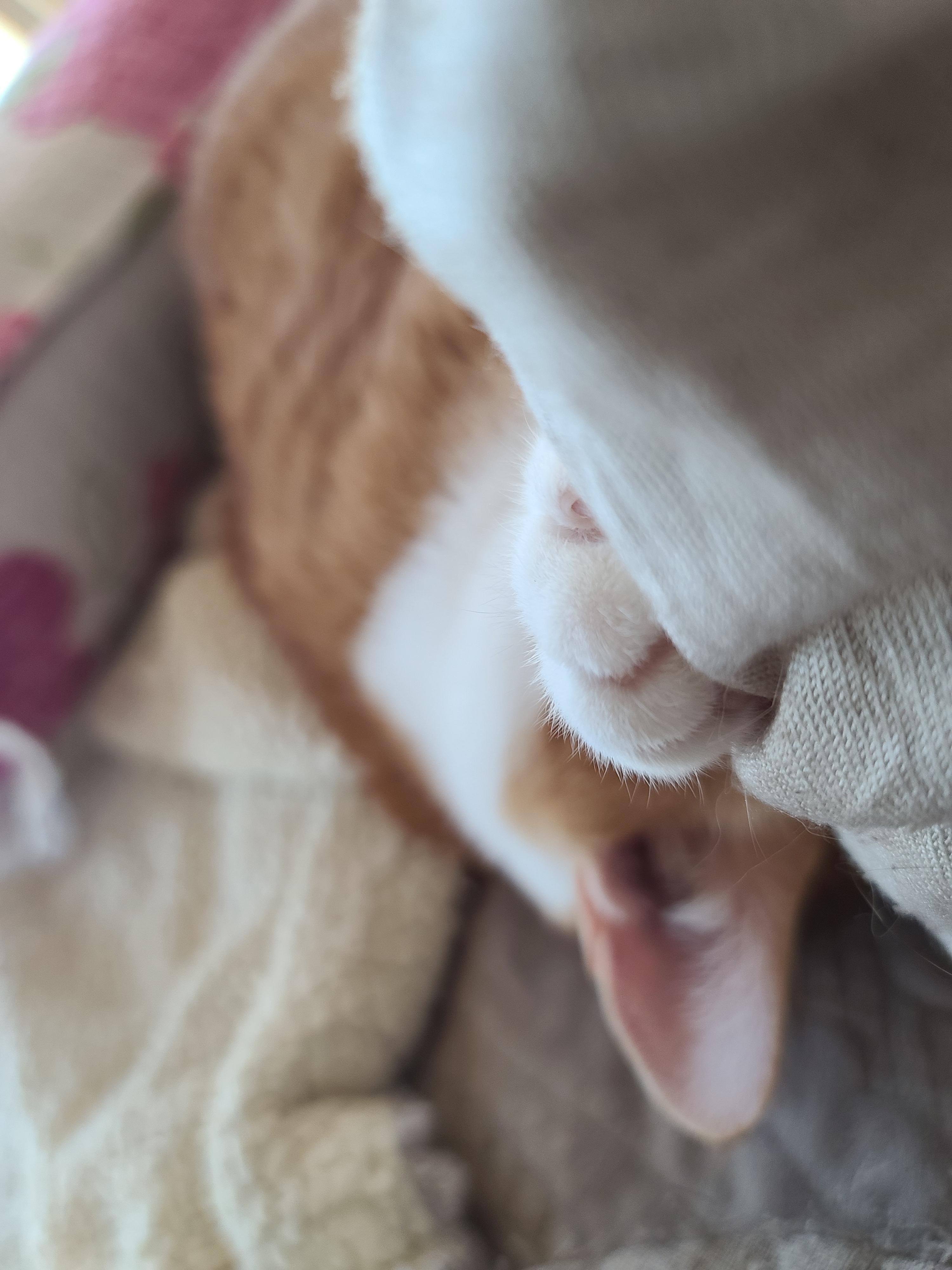 엄마껌딱지 호야가 화장실 사용후 달려오는 이유.