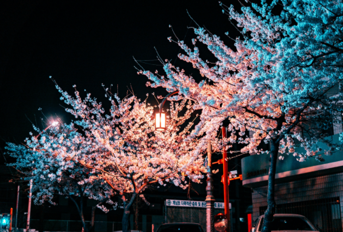 경주 벚꽃 야경