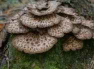 능이버섯 채취시기