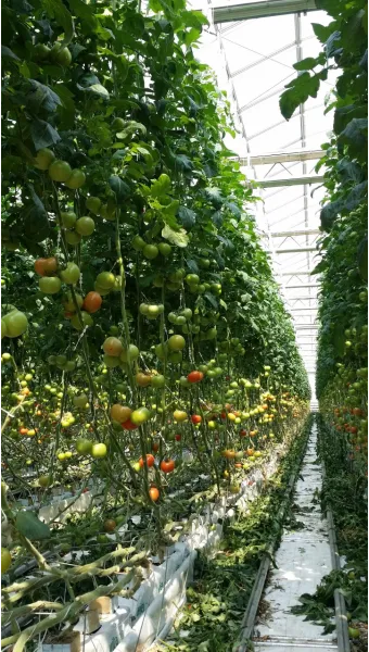 토마토 재배 지지대 설치 적심 유인 관리_2