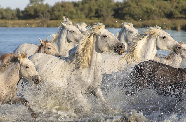 띠별 운세 11월 1일