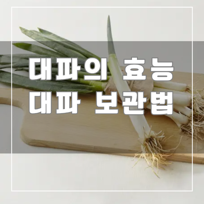 대파 효능 및 보관법