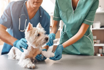 강아지사진/출처:어도비스톡