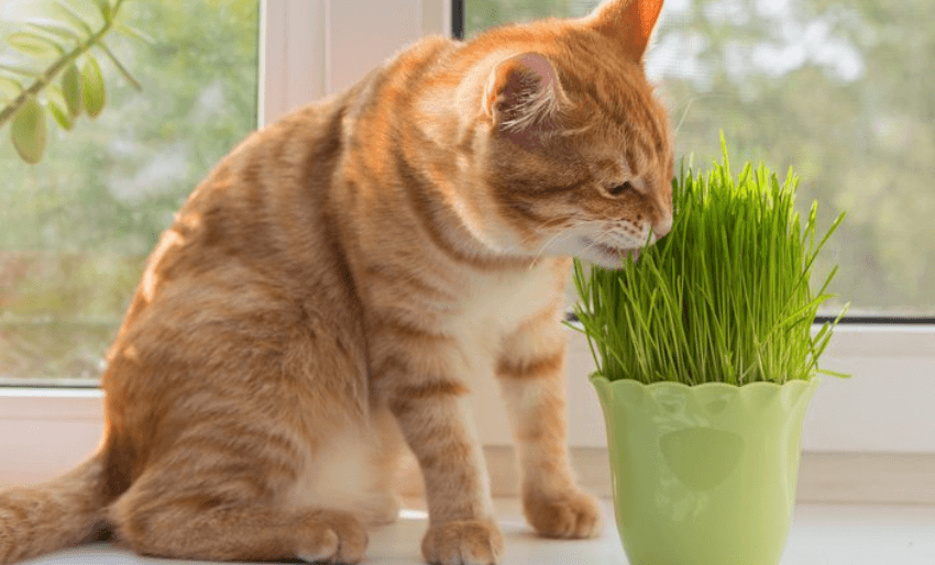 고양이-캣그라스