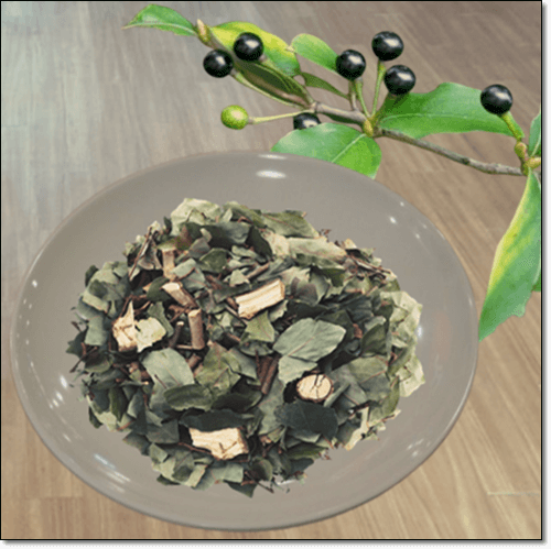 감태나무 차 효능