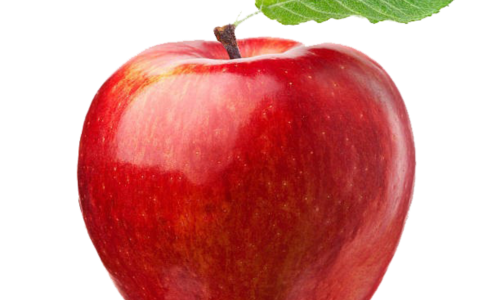 사과 사진