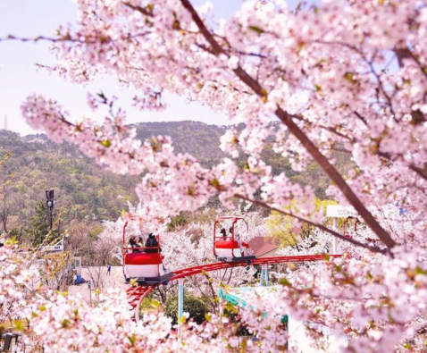  김해 벚꽃 명소