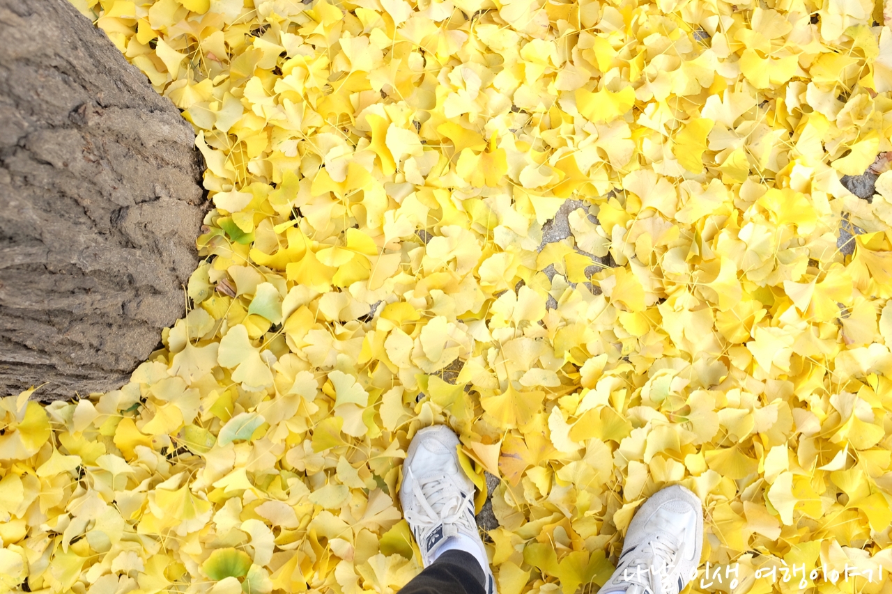 &ldquo;곡교천변_은행나무길_10&rdquo;data-filename=