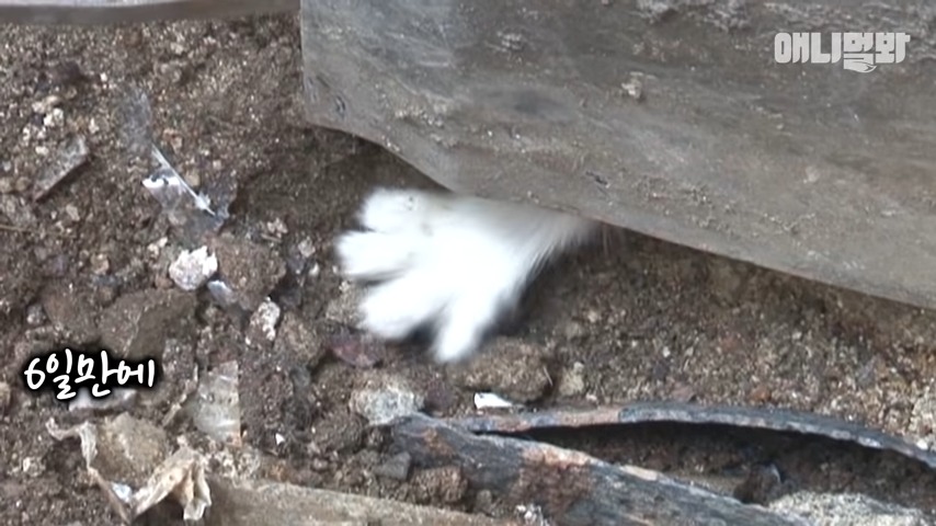 구해줘 SBS 애니멀봐 새끼고양이 구출