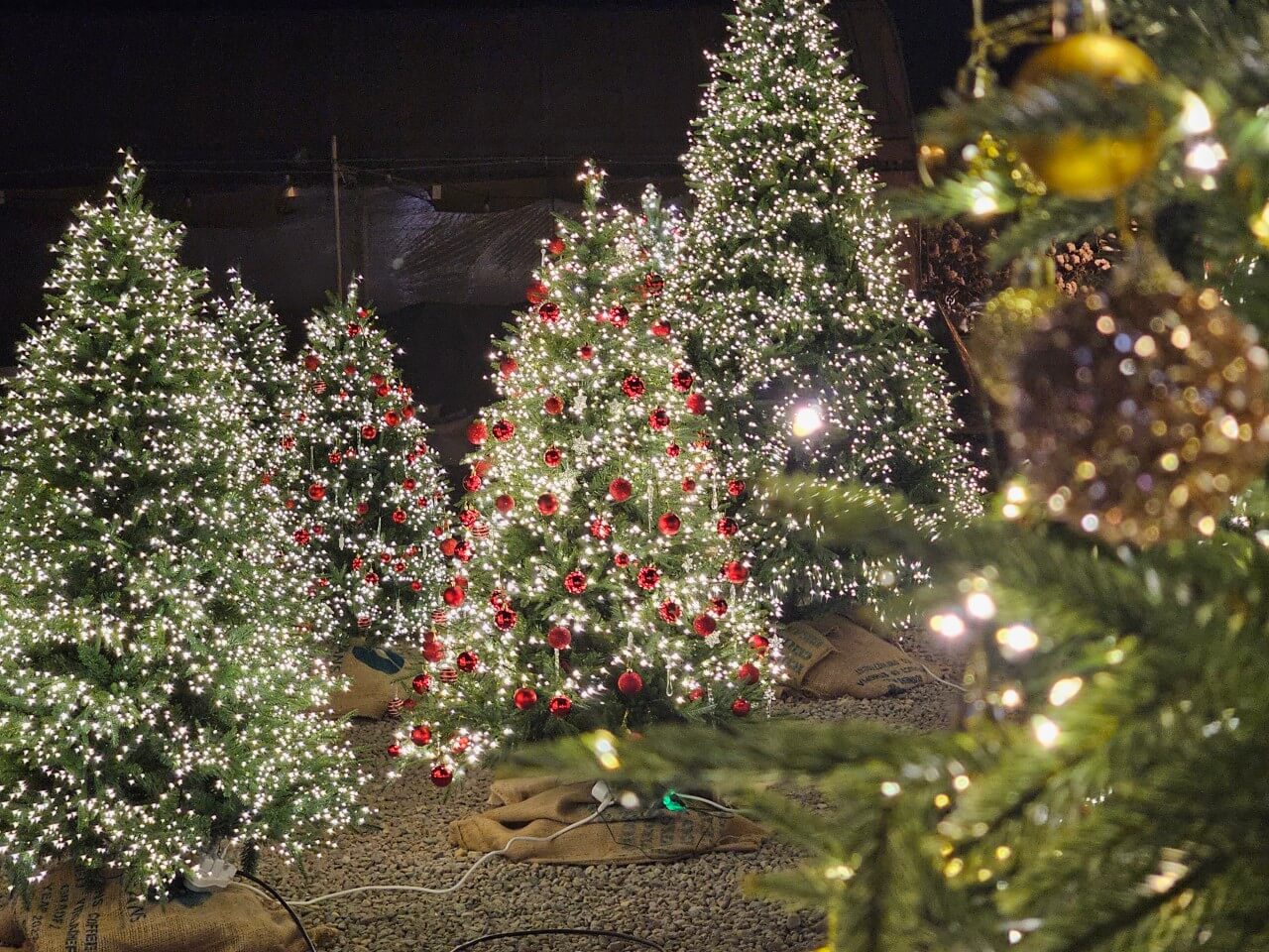 오늘N 대한민국 보물정원 강원 춘천 유기농 카페 오늘N 2503회