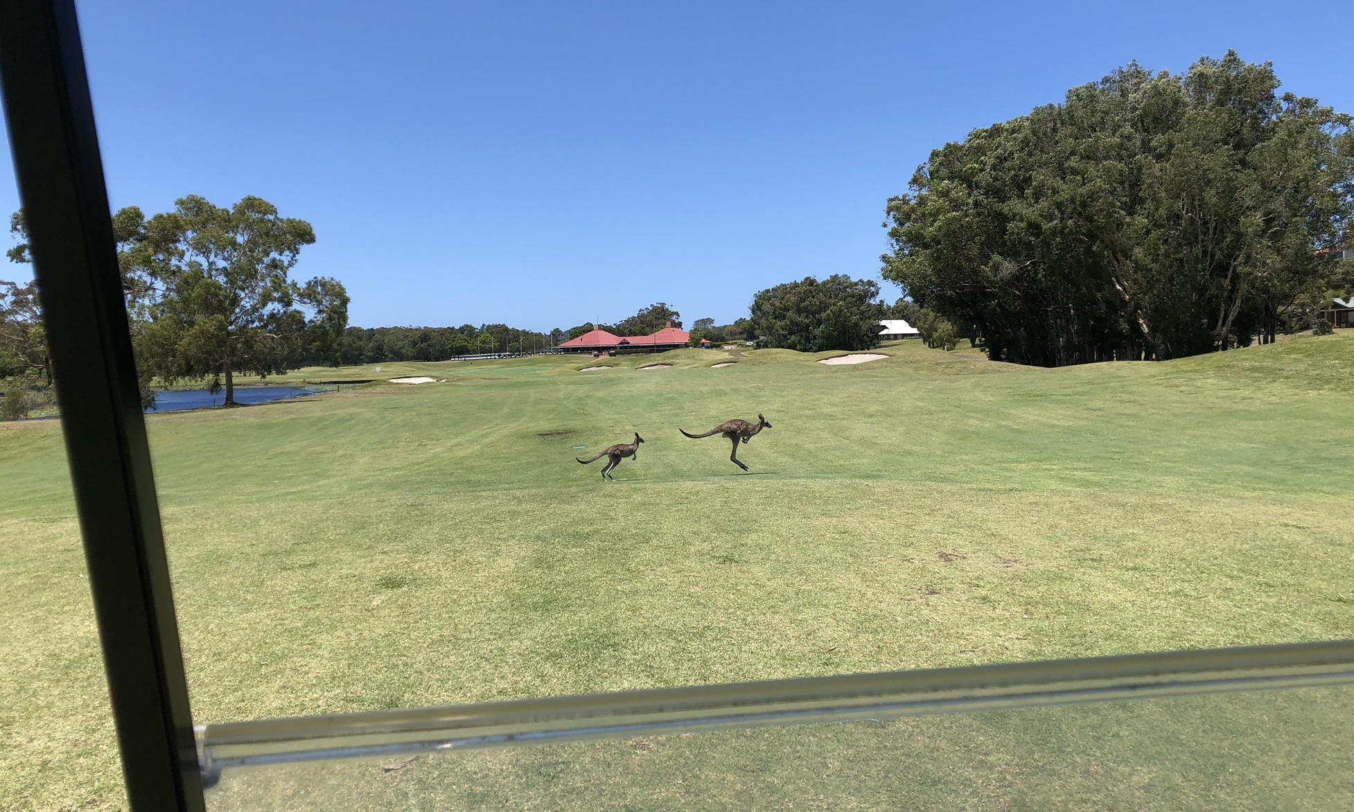 포트스테판 - 호라이존 골프클럽 (Port Stephen - Horizon Golf Club), 캥거루와 라운딩
