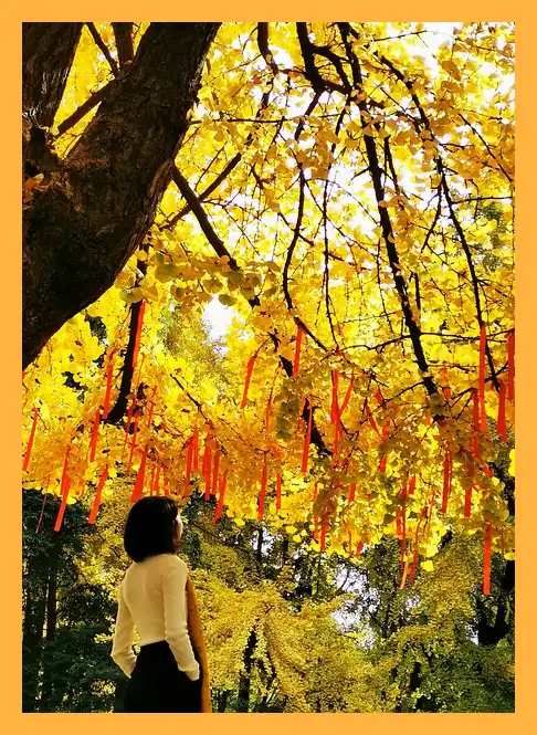 문광저수지 은행나무길