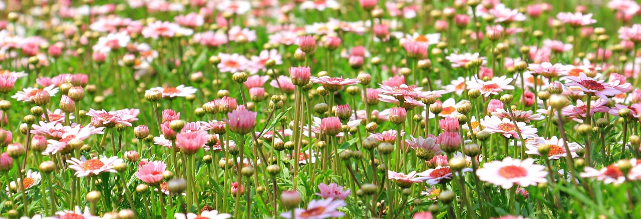 마가렛(Marguerite）