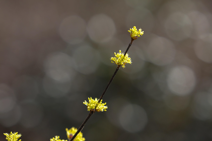 구례 산수유축제 일정