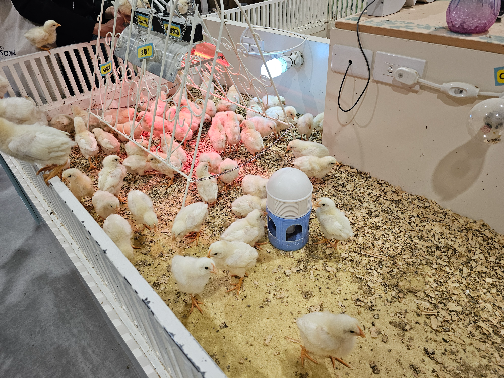 アニタッチ アクアシティお台場_04