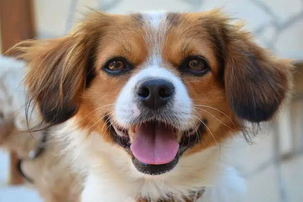 강아지가 밝은 심리의 모습 이미지