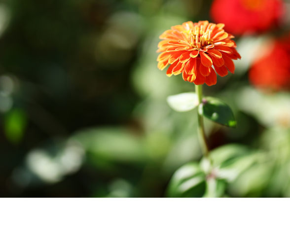 2025 양산국화축제, 가을의 향기 가득한 꽃 축제