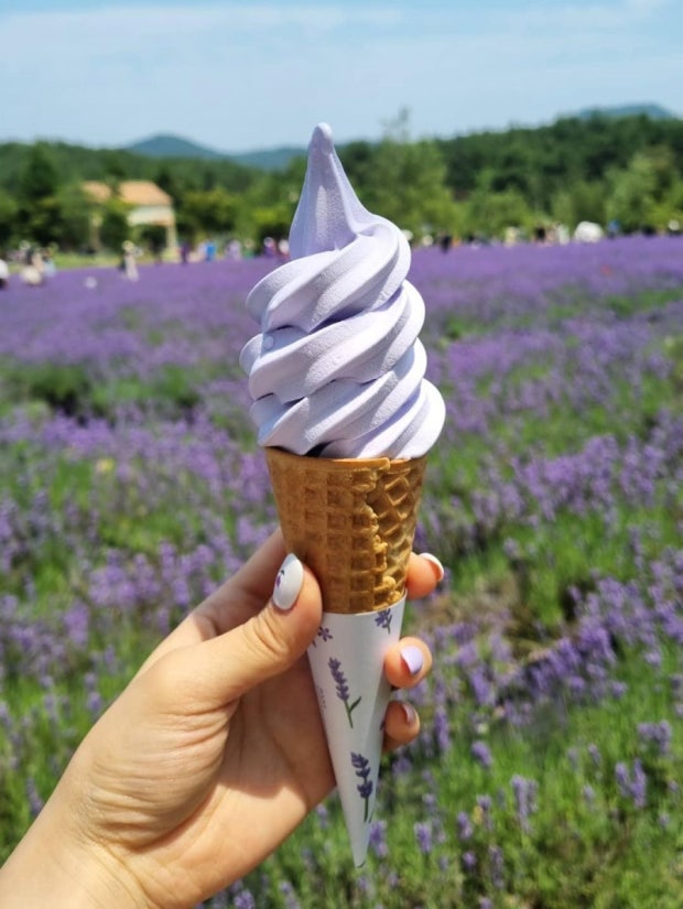 고성 하늬라벤더팜 라벤더 축제