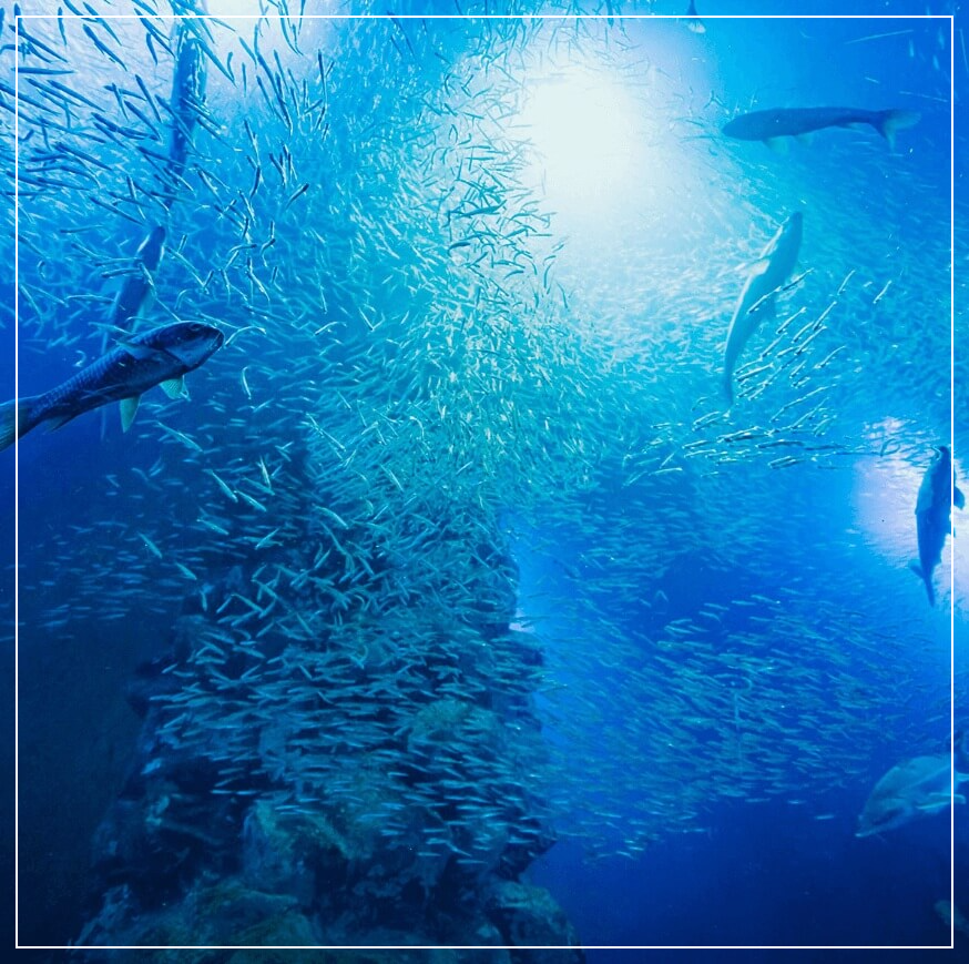 단양 가볼만한곳 베스트10 다누리 아쿠아리움