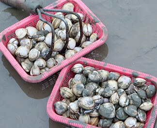 화성 뱃놀이 축제