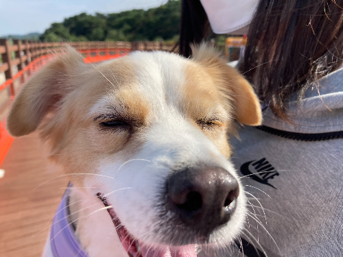 노령견 체중관리