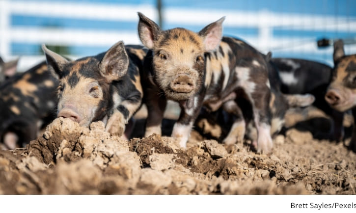세계 최대 돼지고기 소비국 중국...인공지능만으로 돼지 복제 상공 VIDEO: In a world-first, Chinese scientists clone pigs by only using AI