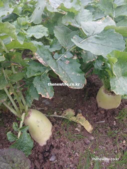 풍부한 수분과 식이섬유로 체지방 관리를 돕는 신선한 무 재배 현장 실사진