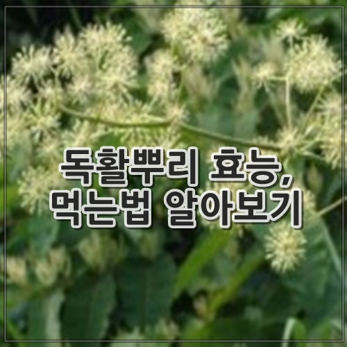 독활뿌리 효능, 먹는법 알아보기