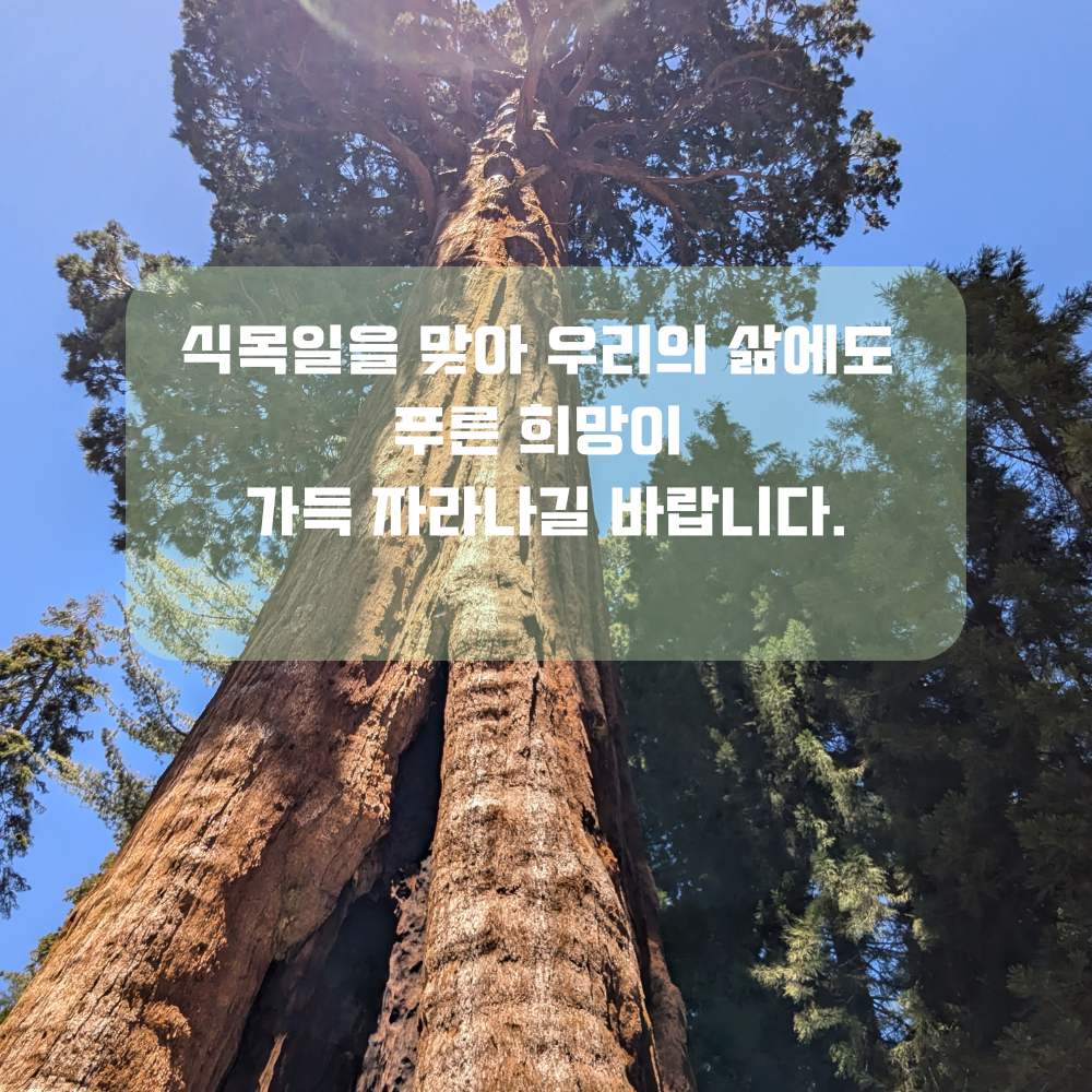 4월 인사말 식목일 인사글귀 좋은 글 문구 나무 숲 사진 이미지 모음집