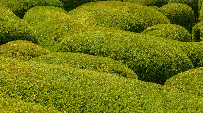 회양목 키우기 - 초보자도 따라할 수 있는 완벽 가이드