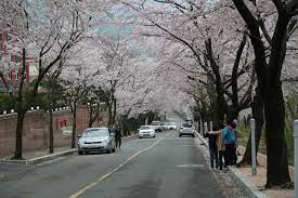 울주작천정 벚꽃축제 기본일정과 프로그램 소개
