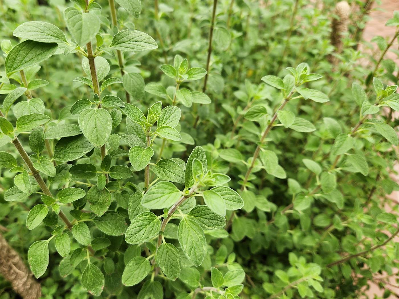 마조람 Marjoram