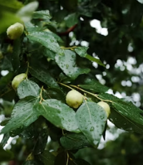 대추 효능과 부작용 고르는법 칼로리